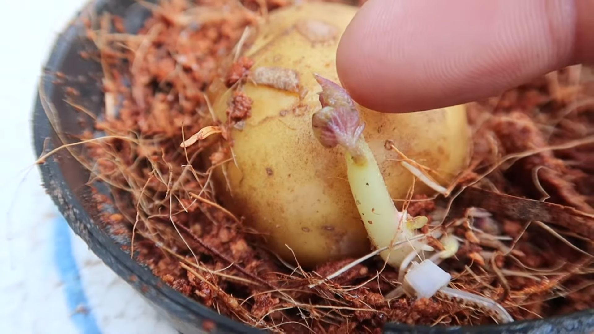 Kartoffeln in Styropor anbauen