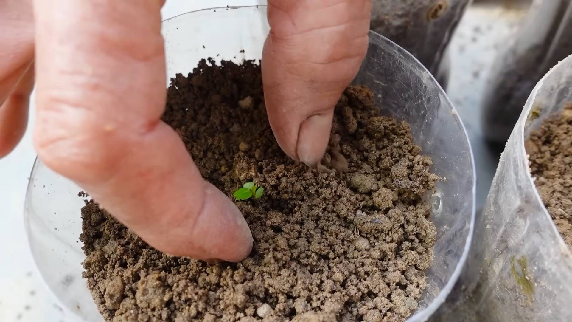 Erdbeeren selber anbauen