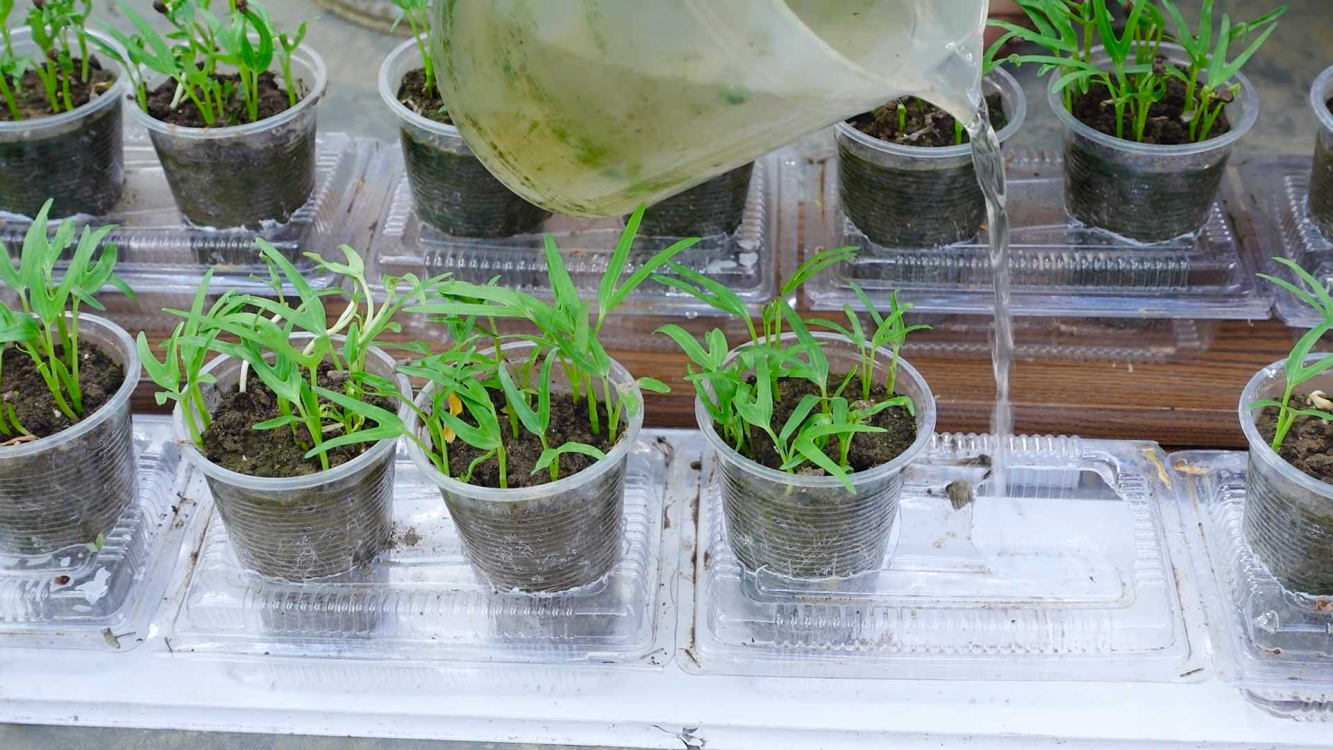 Kohl schneller anbauen