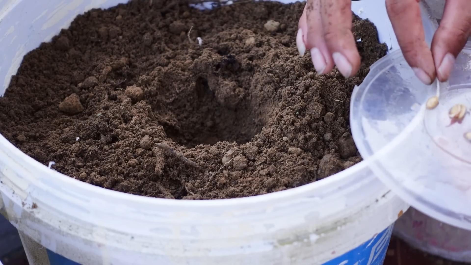 Süße Melonen Balkon anbauen