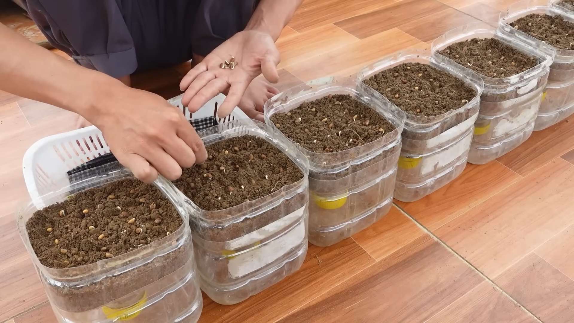 Drachenfrucht Wachstum beschleunigen