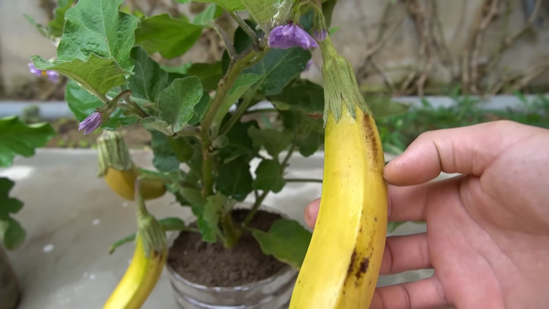 Bananen für gesündere Auberginen