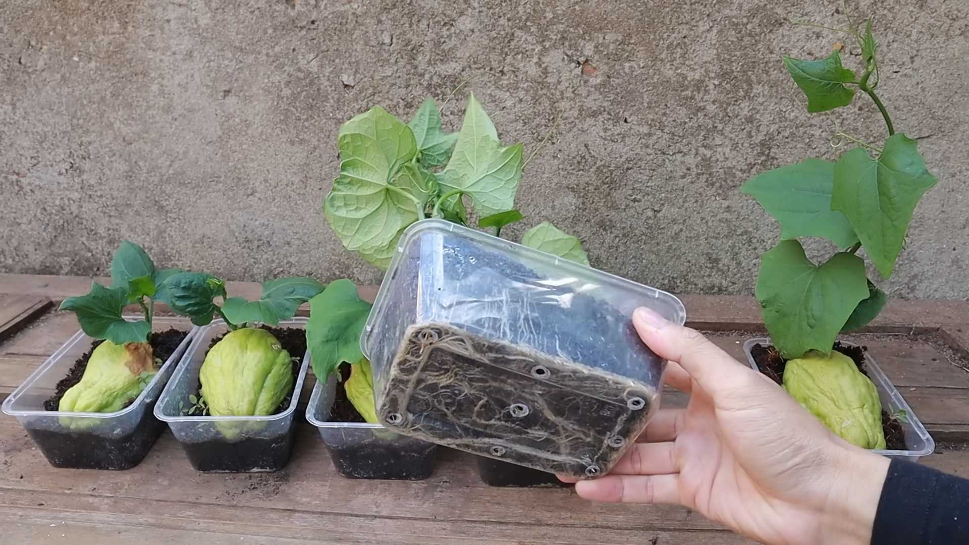 Chayote anpflanzen und vermehren