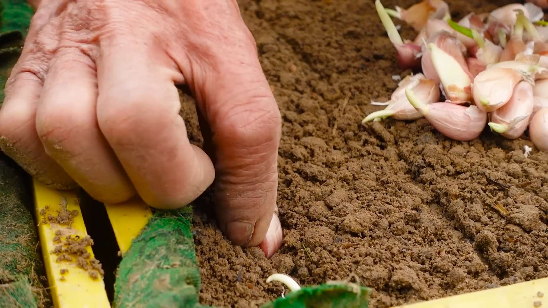 Knoblauch anbauen einfach gemacht