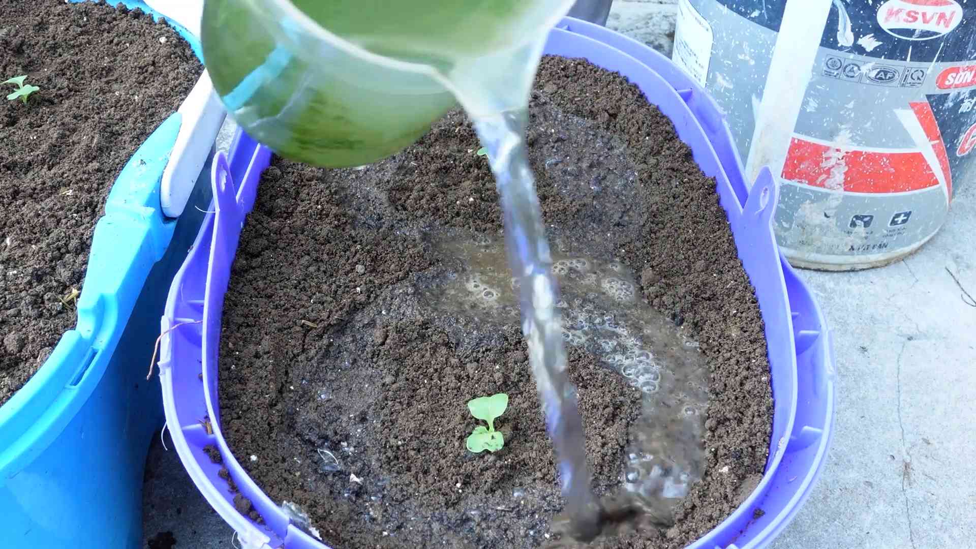 Rote Artischocken selbst anbauen