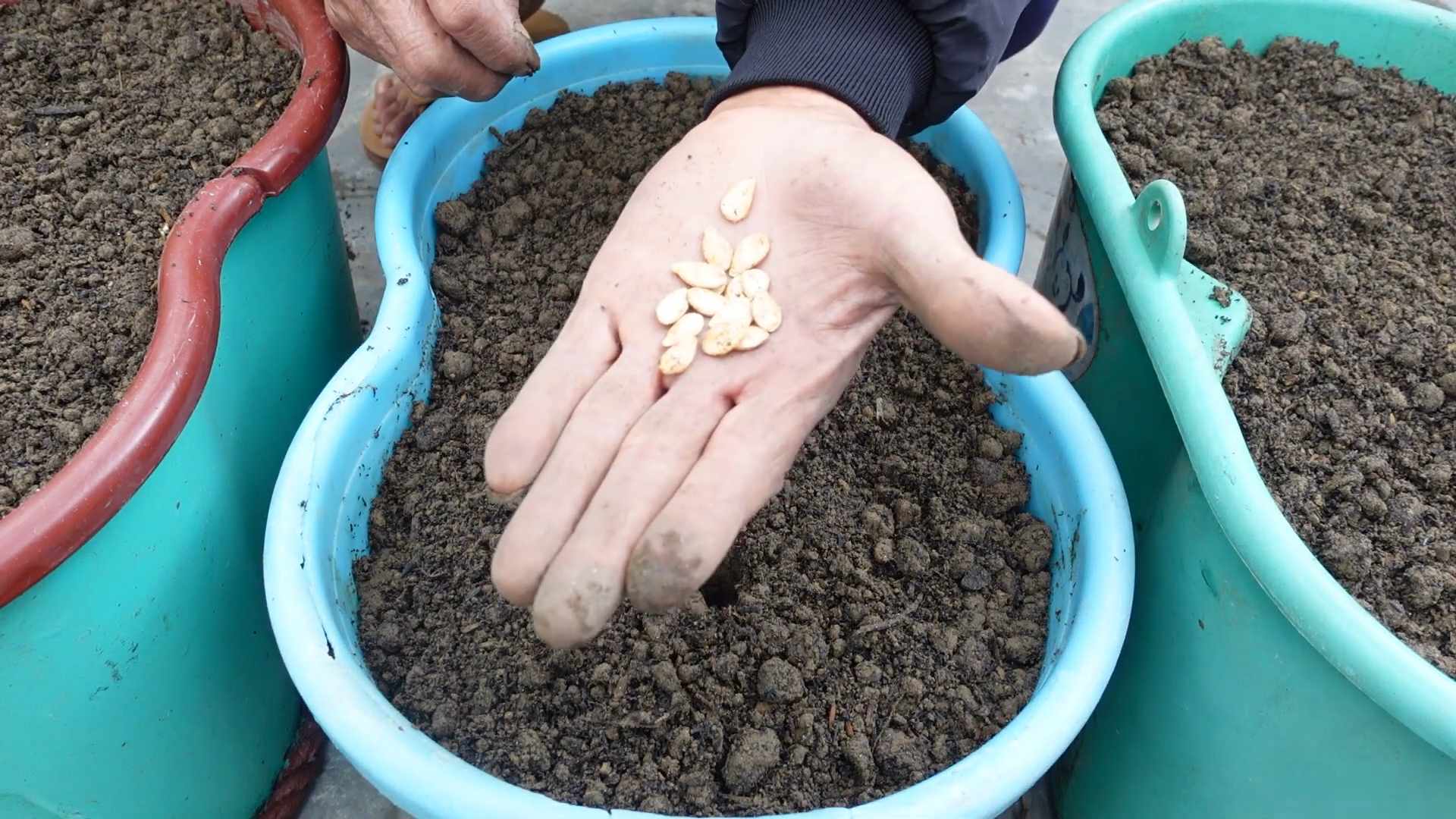 Obst anbauen ohne Garten