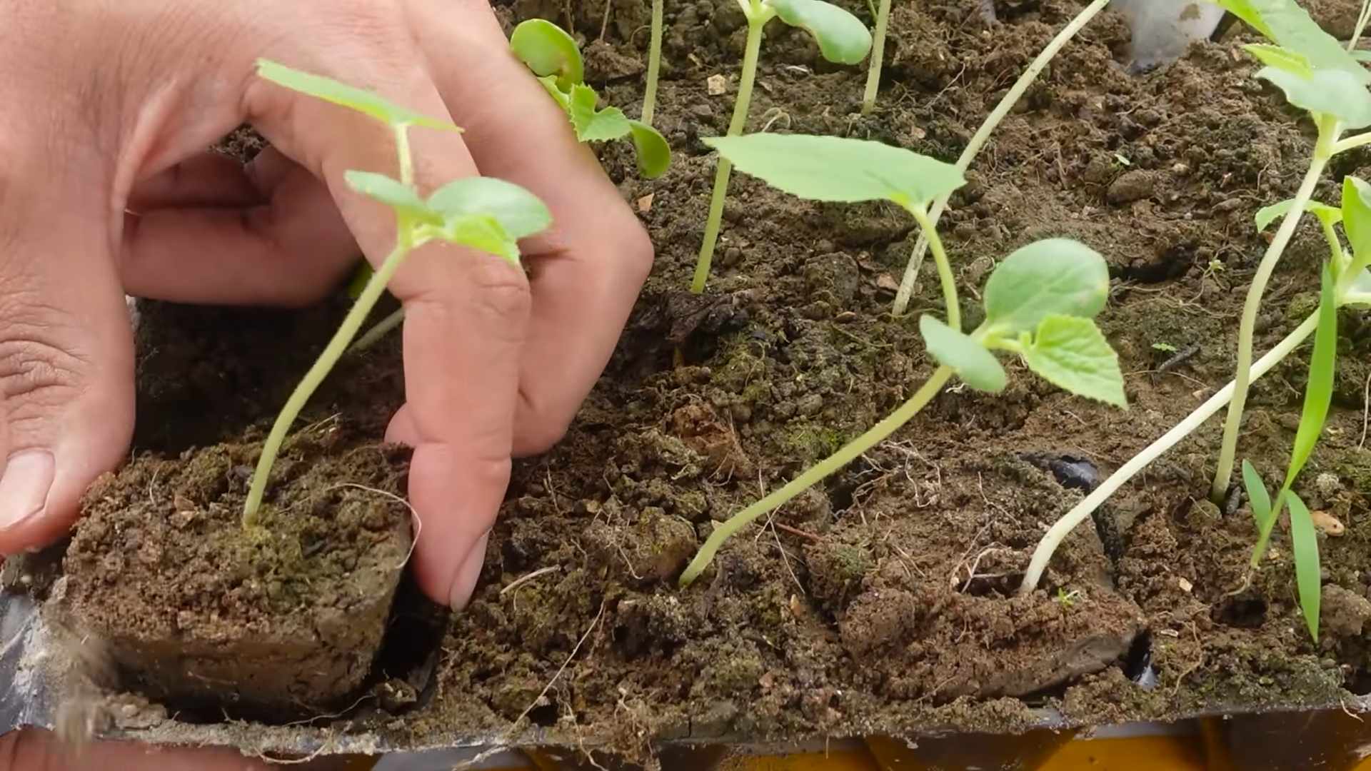 Königsmelone süß anbauen