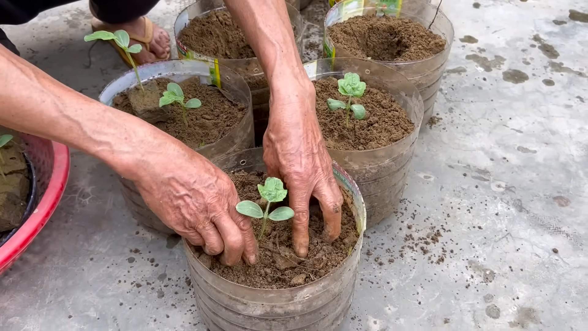 Wassermelone Anbau Tricks Kostenlos