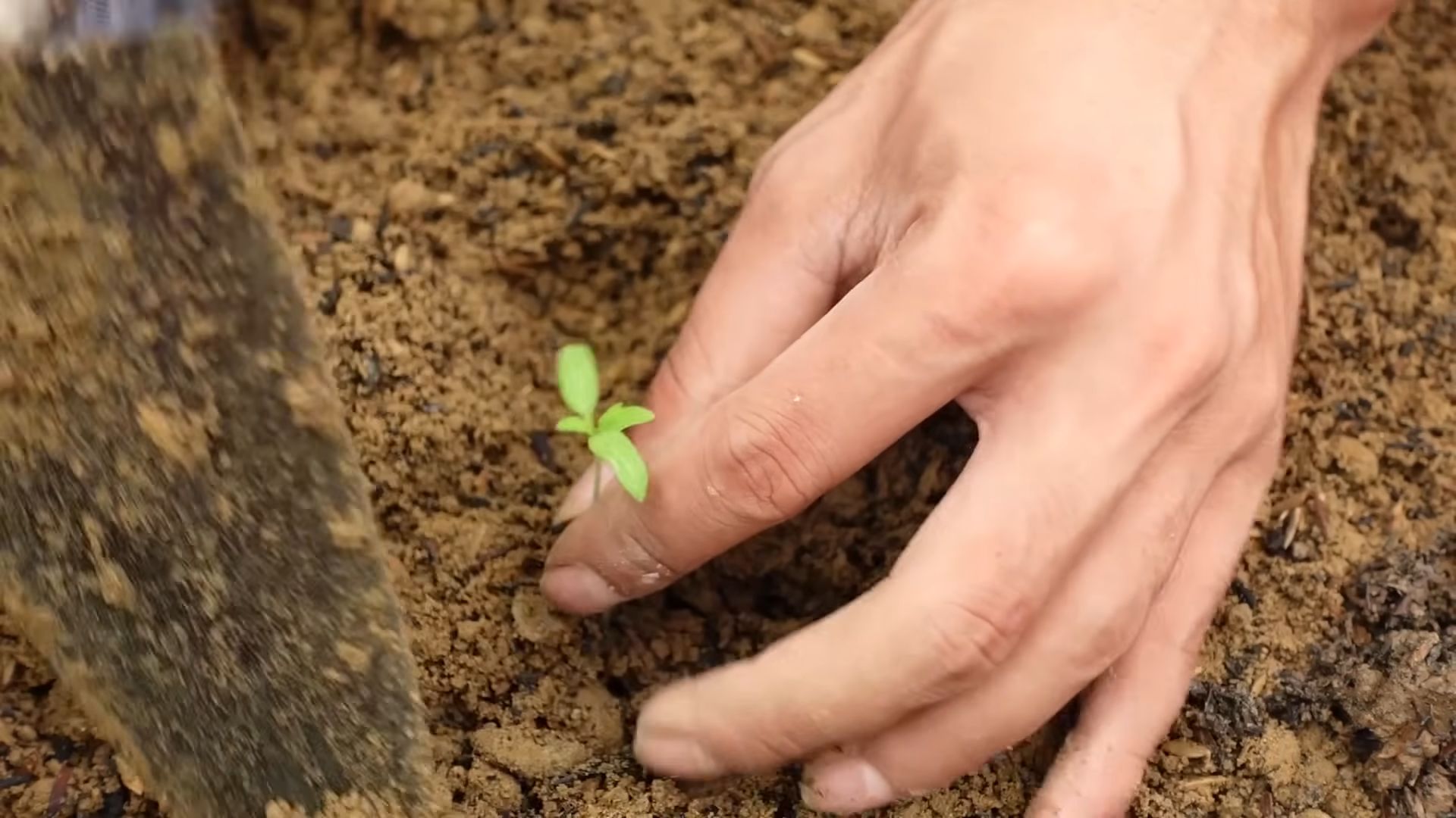 Tomatenanbau zu Hause für Anfänger