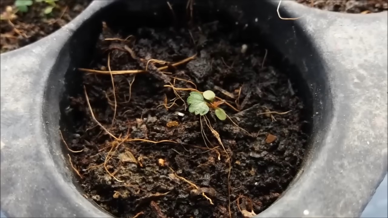 Erdbeeren anbauen im Garten