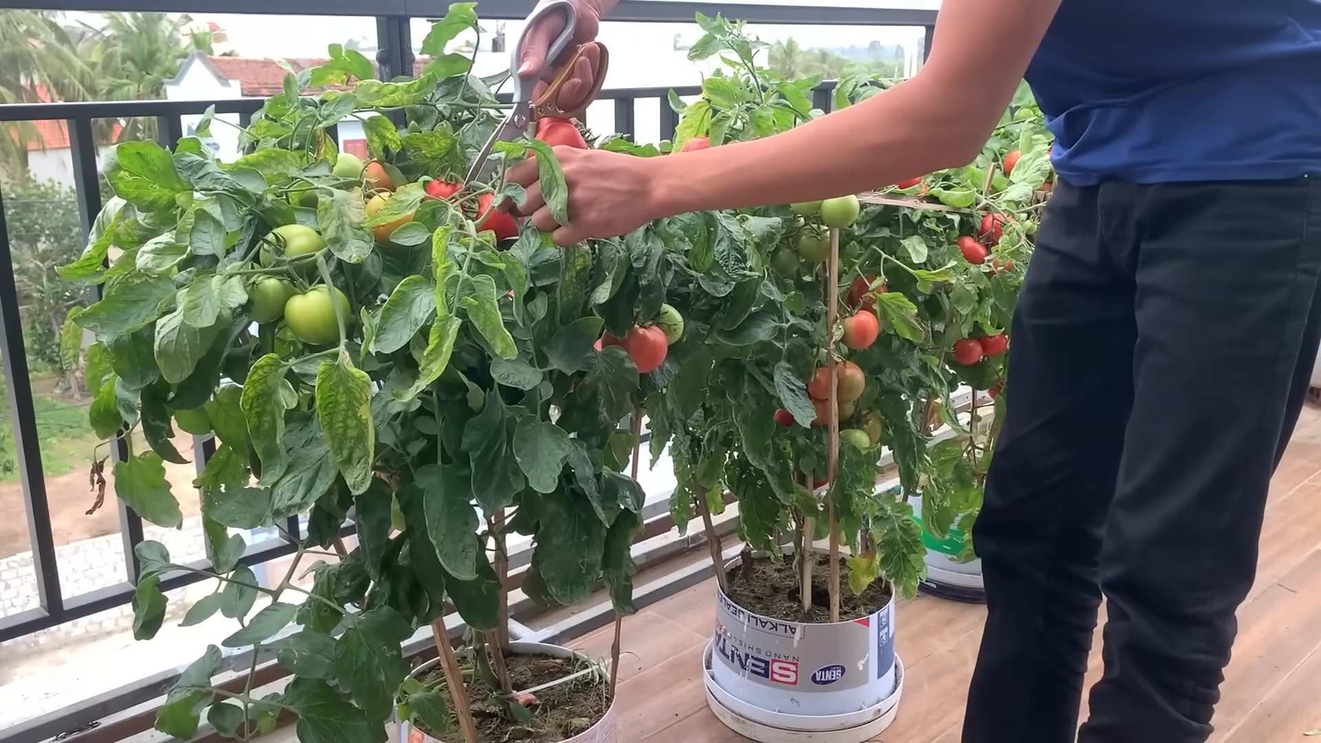 Tomatenanbau auf dem Balkon