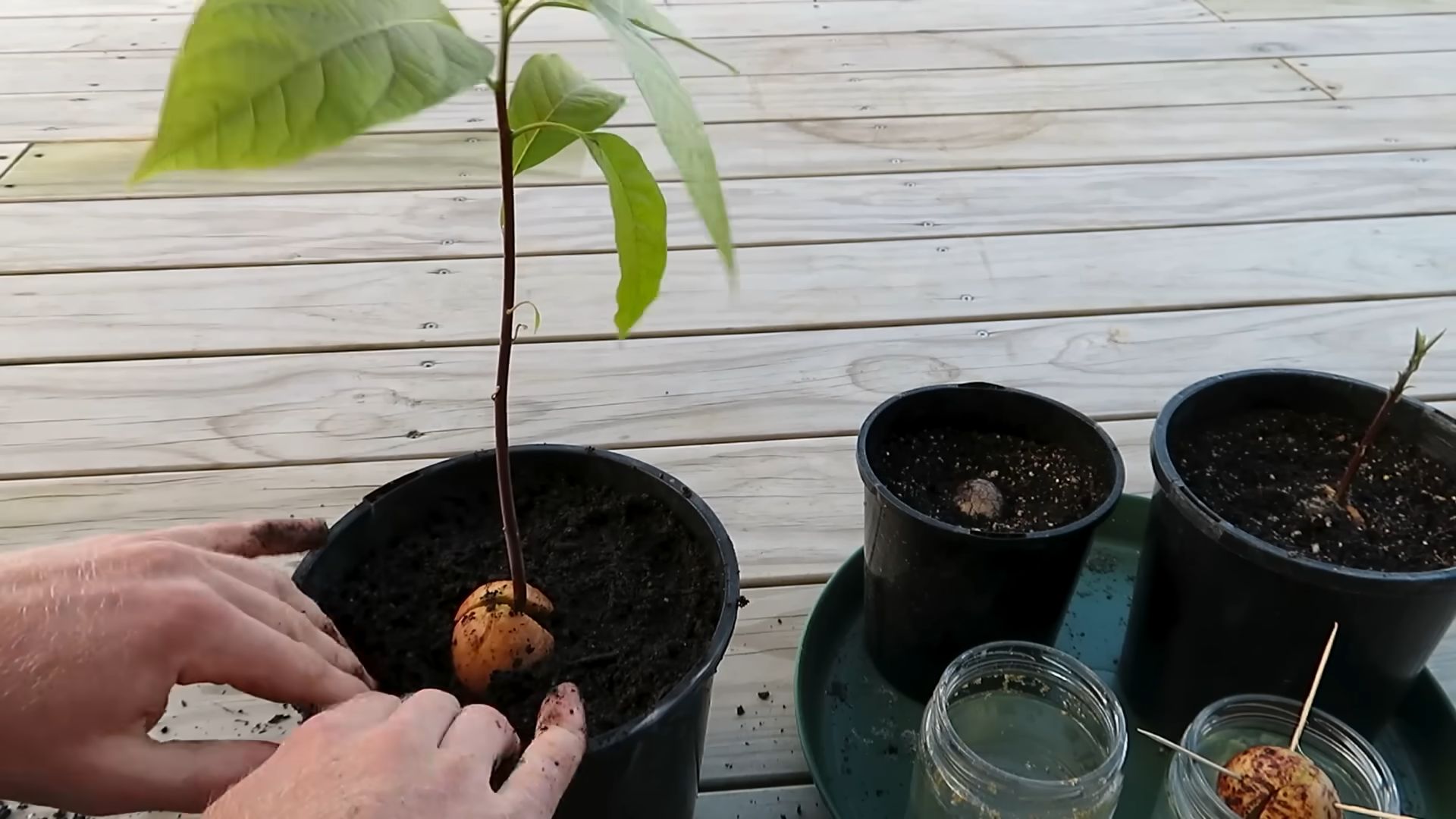 Avocado selber ziehen Anleitung