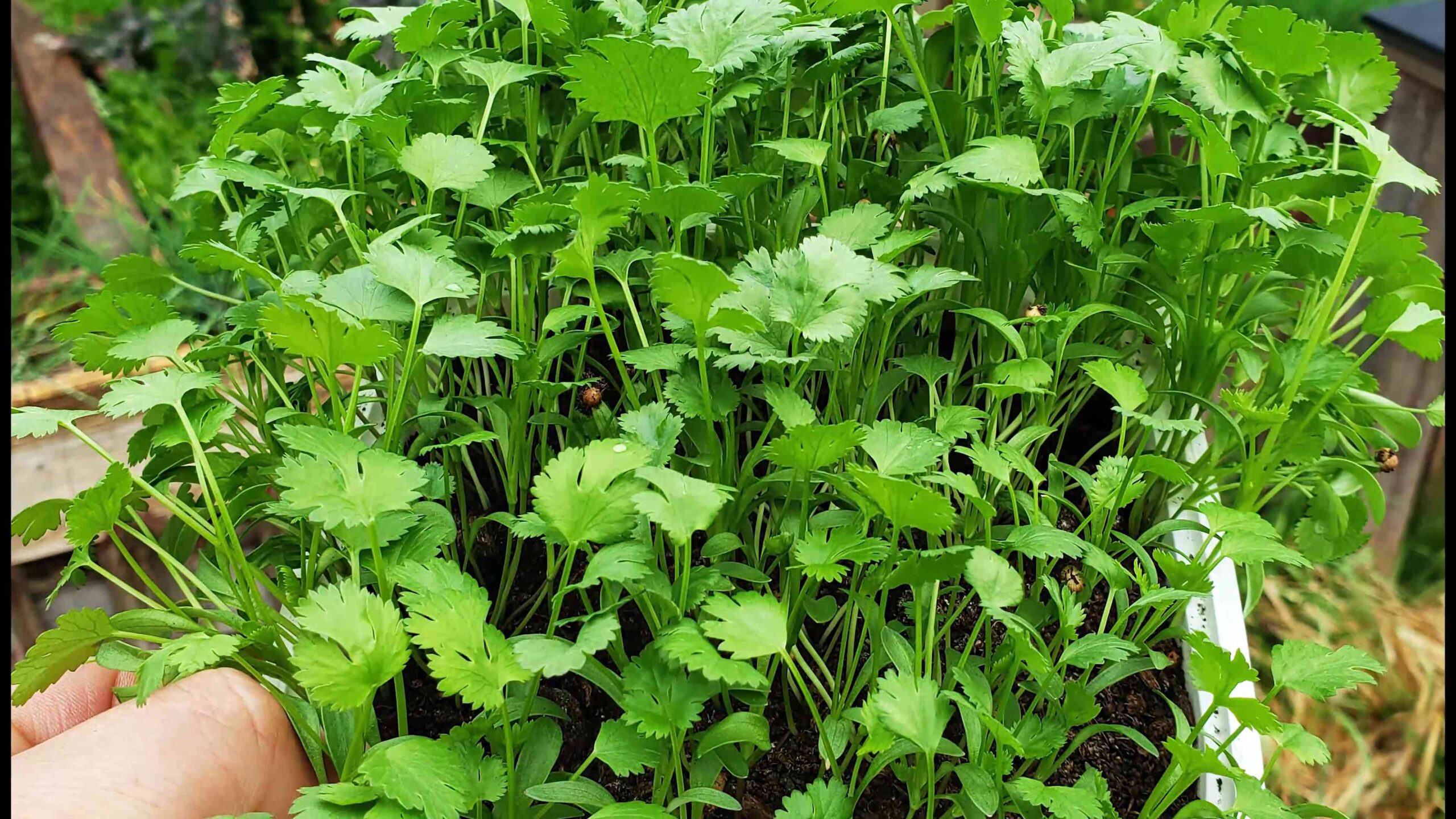 Koriander anbauen im Garten