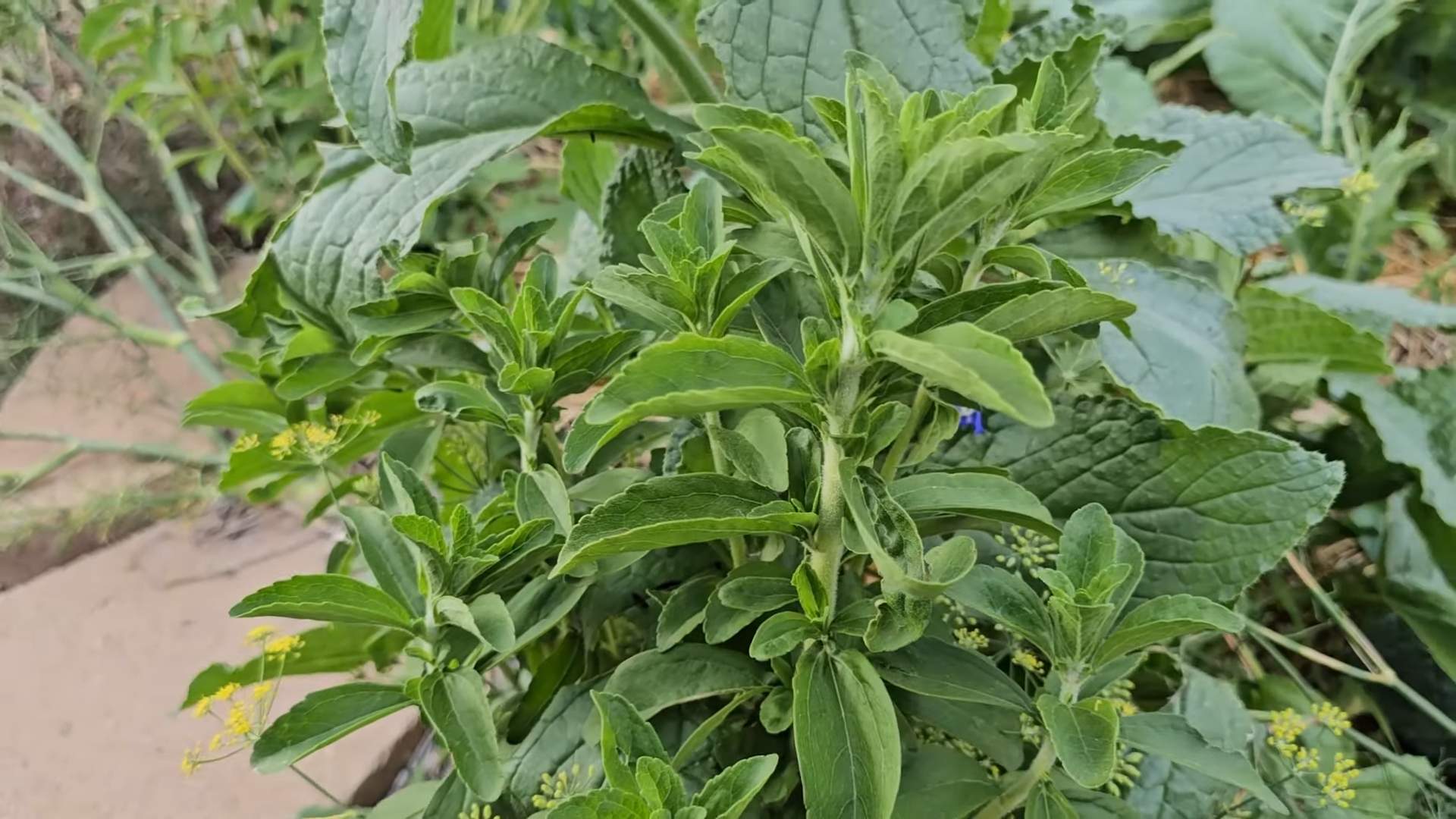 Stevia Anbau zu Hause