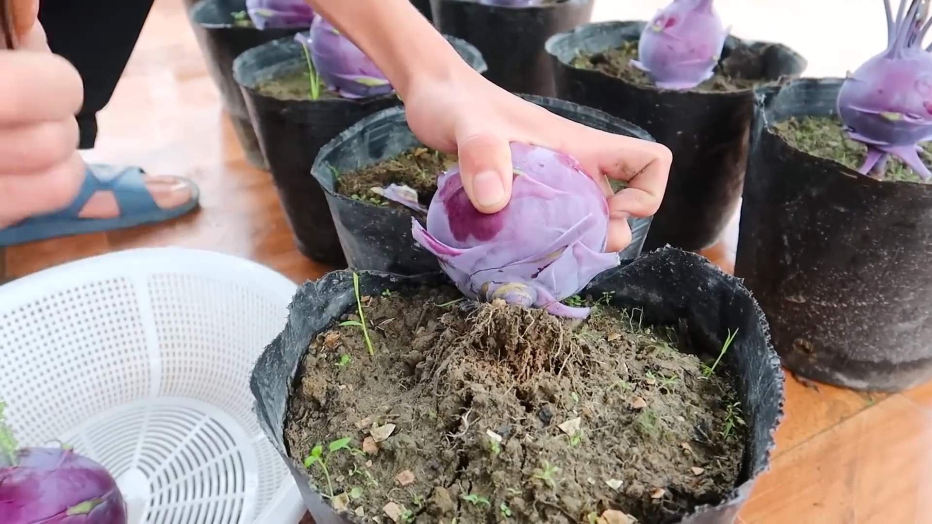 Lila Kohlrabi Anbauen