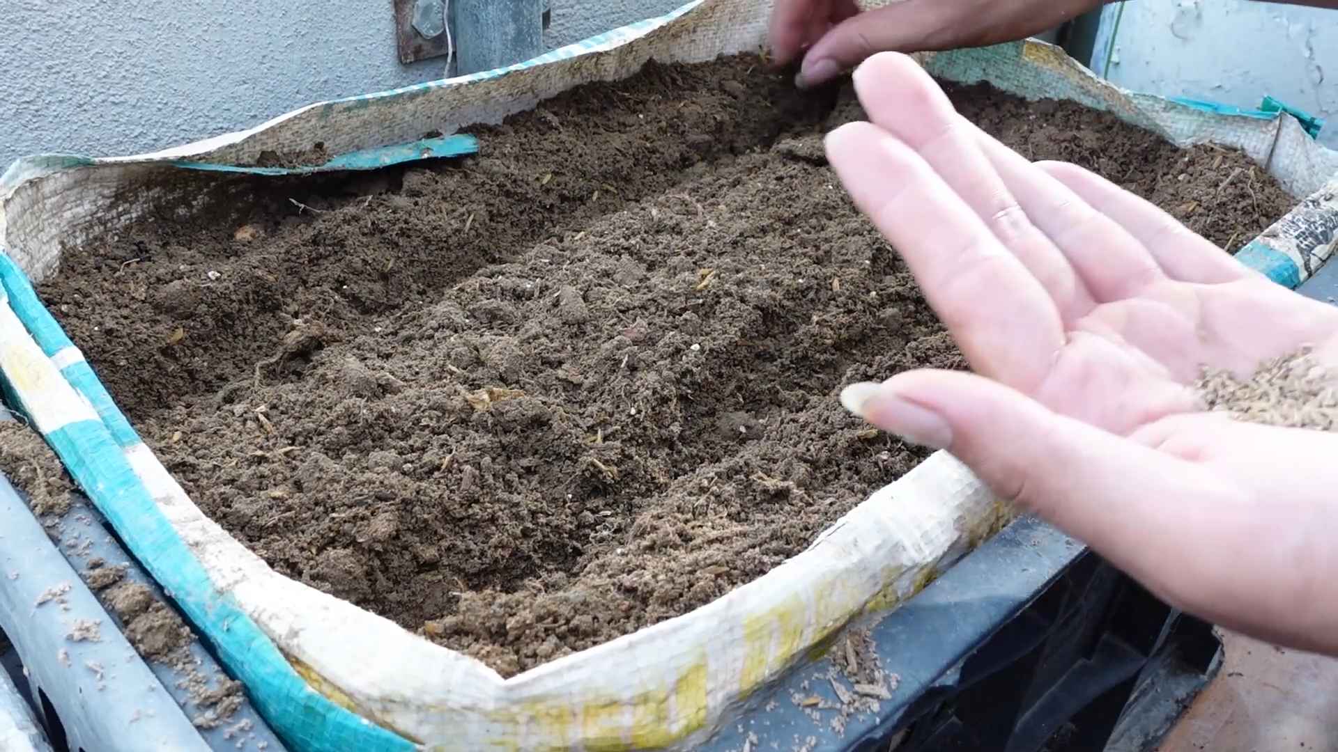 Karotten anbauen im Garten