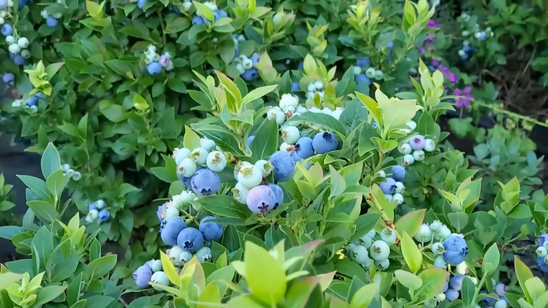 Blaubeeren anbauen Tipps