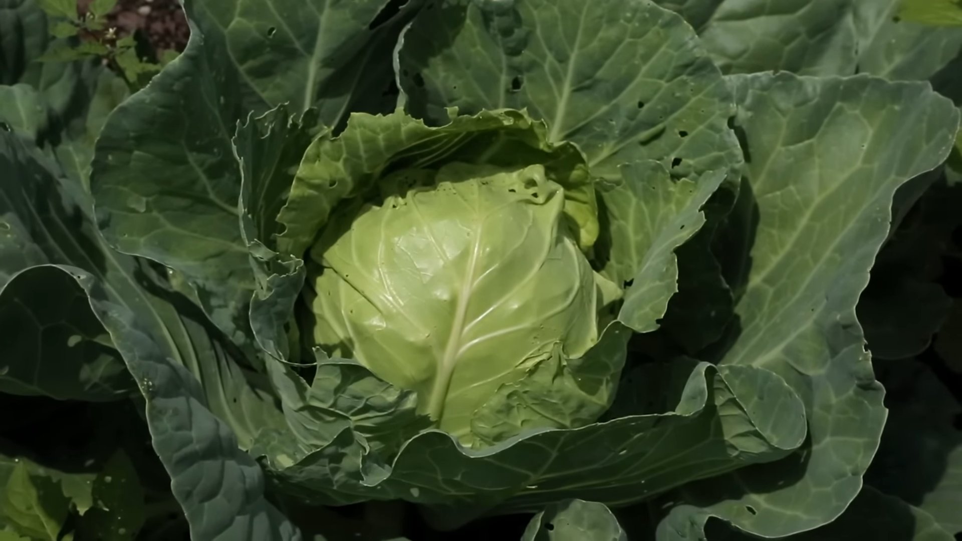 Kohl Anbau Schritt für Schritt