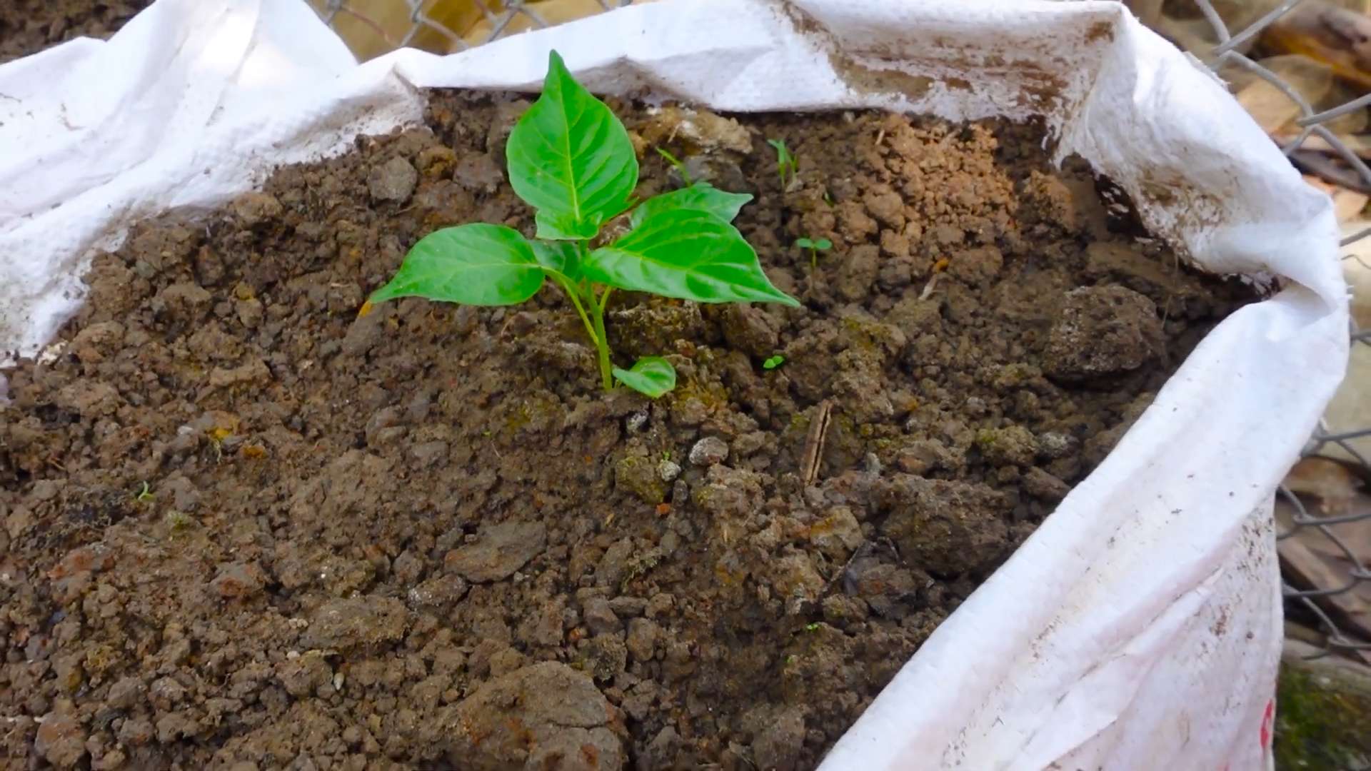 Paprika selber anbauen