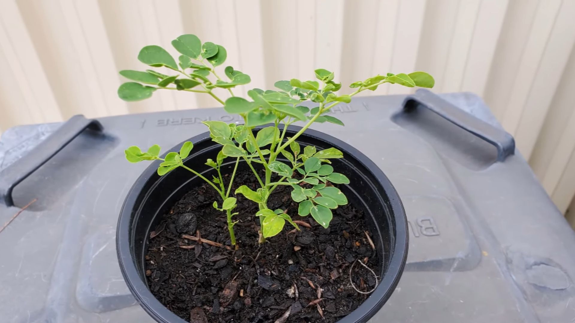 Moringa Blätter selber ziehen