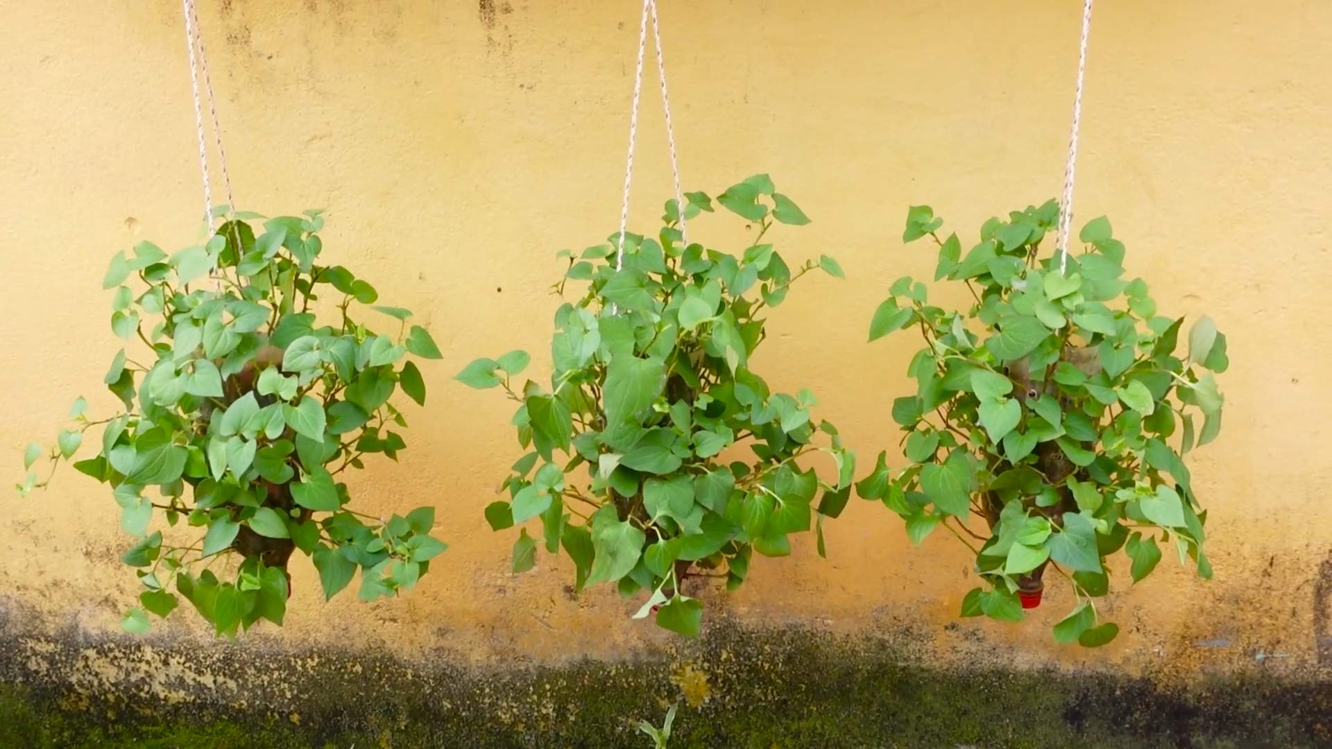Houttuynia Cordata Anbau DIY