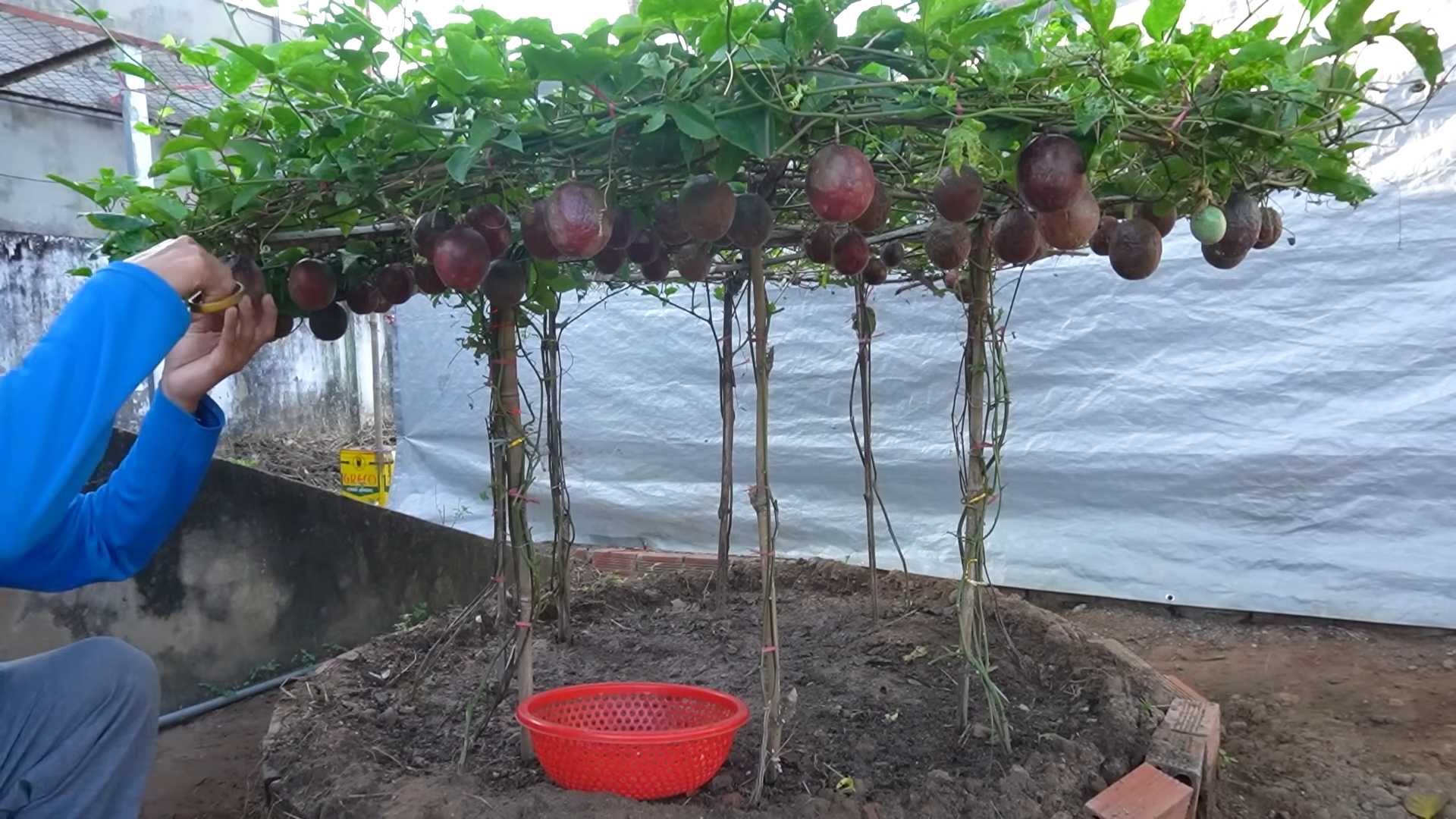 Passionsfrucht anbauen und ernten