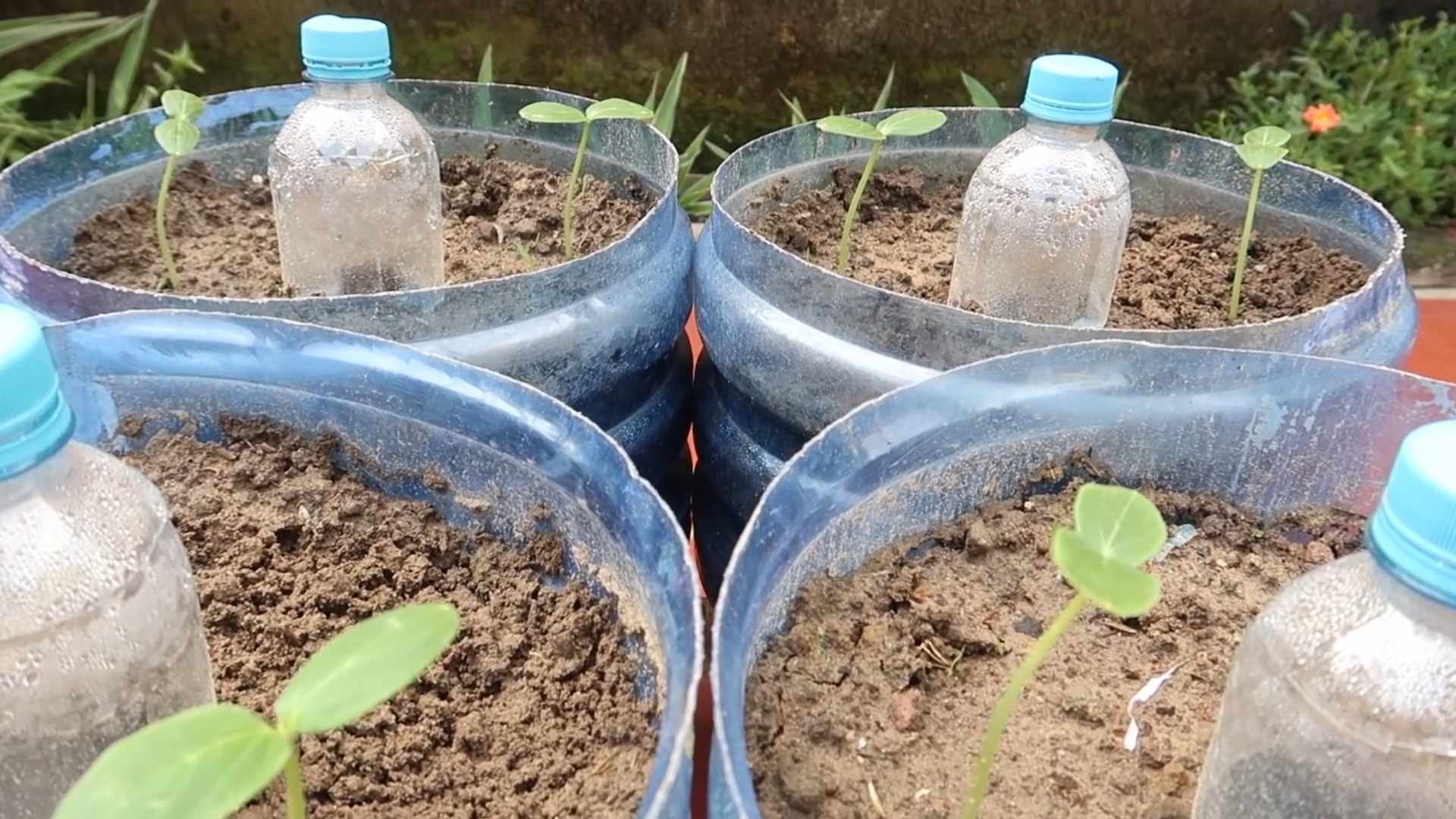 Gurken pflanzen Zeitpunkt Methode