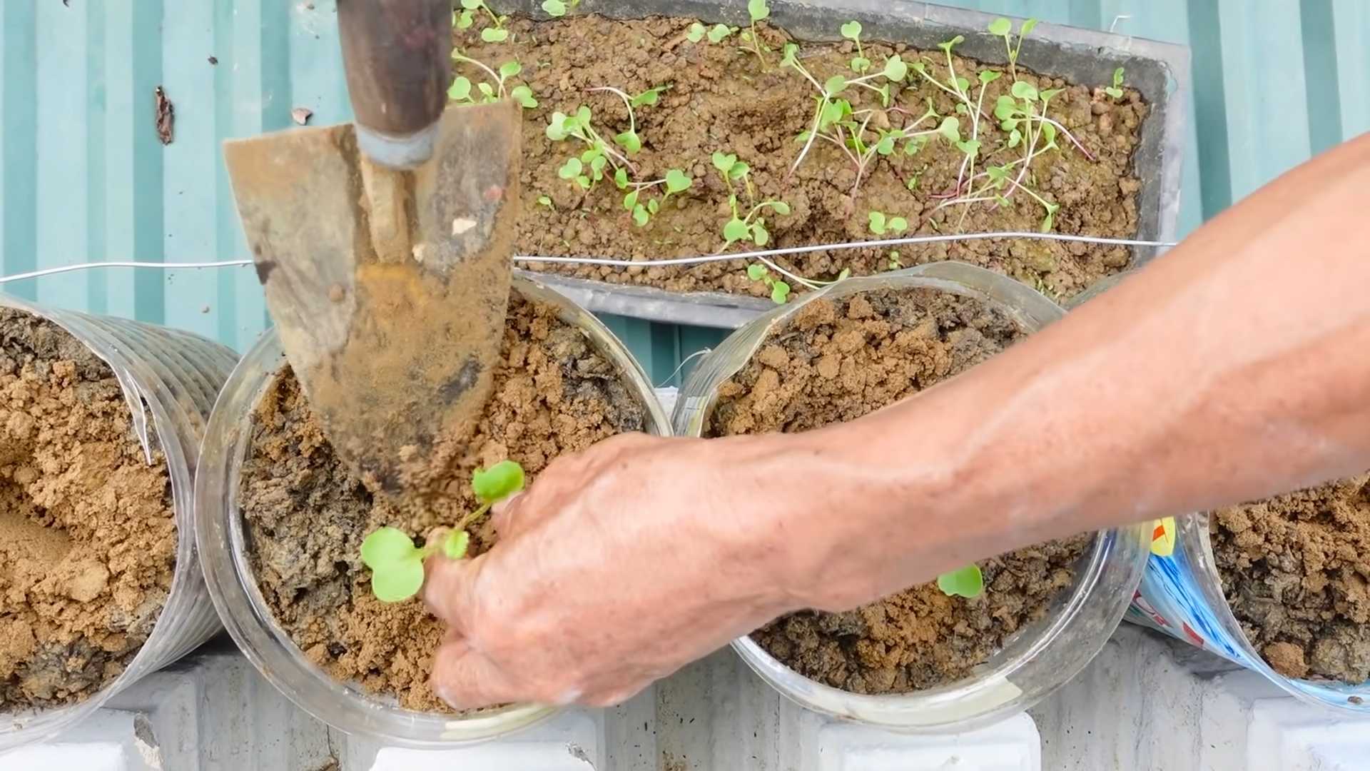 Brokkoli selber anbauen