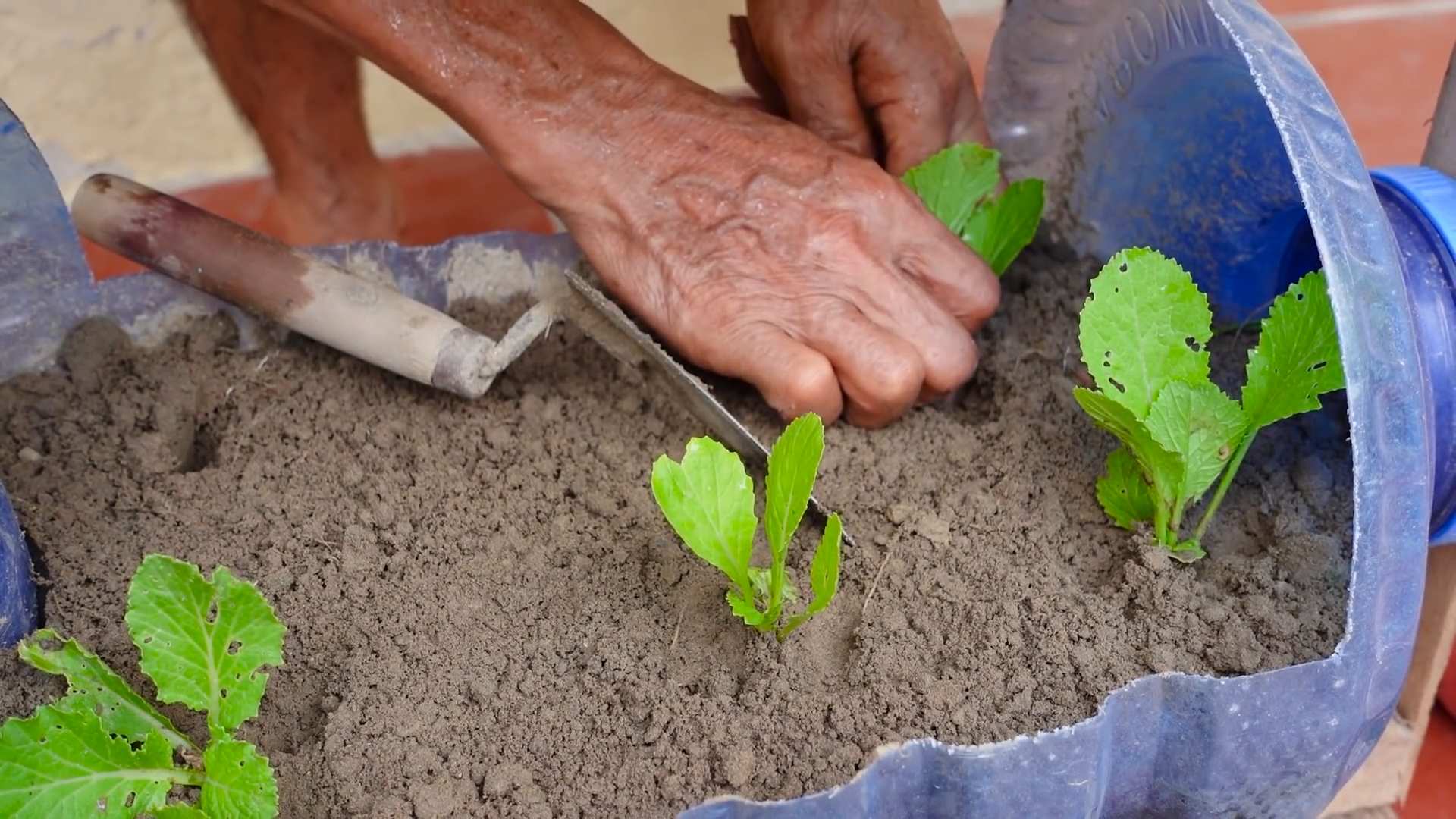 Flaschengarten Senfgrün selber machen
