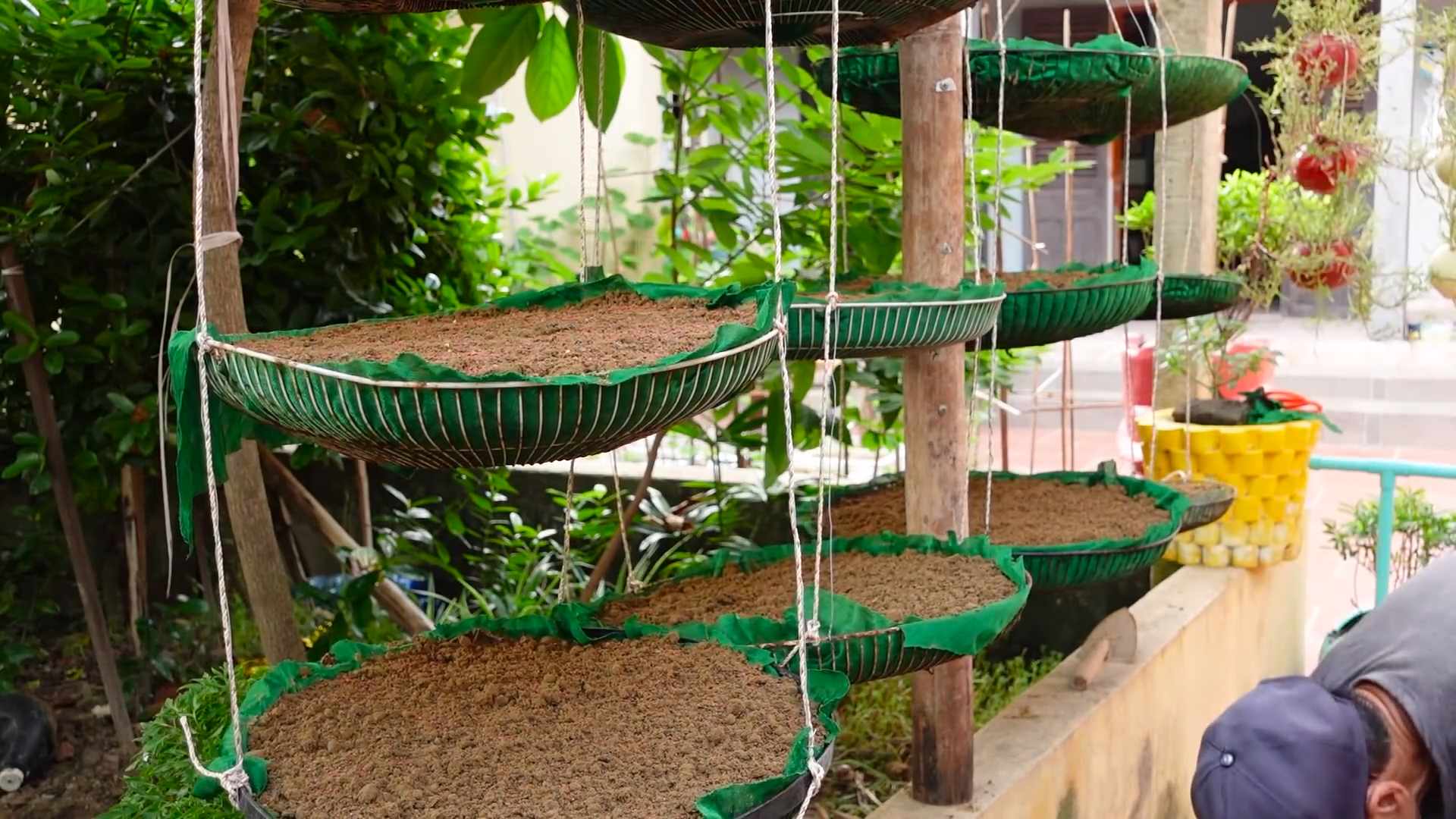 Collard Grün Dünger selber machen