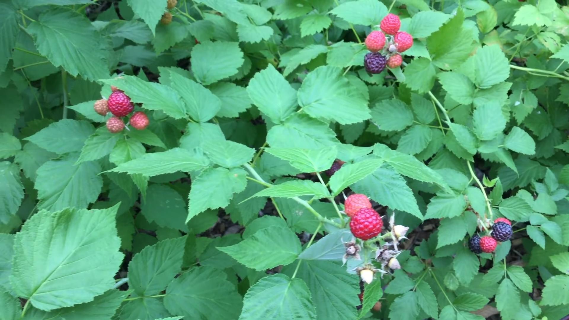 Himbeeren anbauen zu Hause