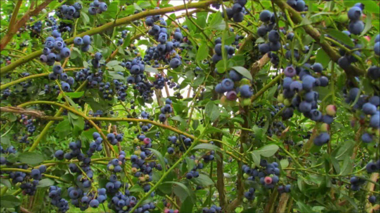 Blaubeeren selber anbauen
