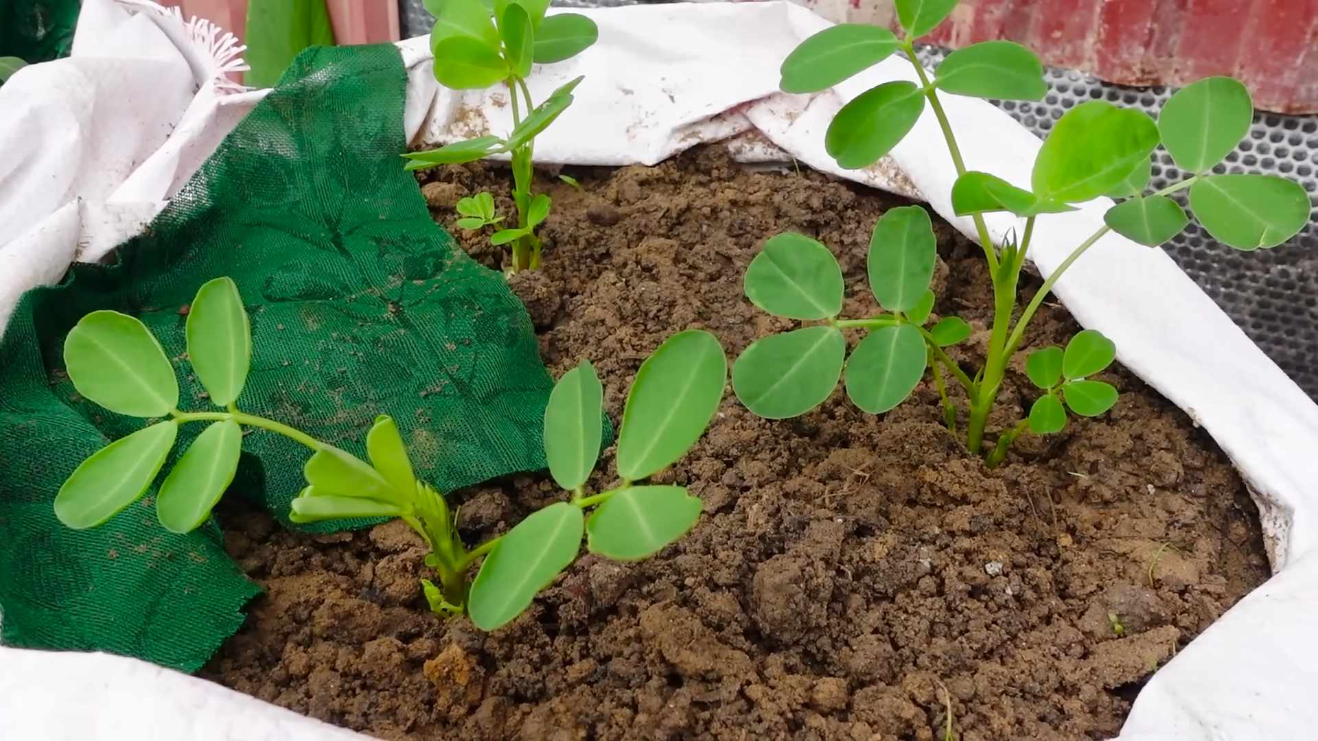 Erdnüsse anpflanzen: DIY-Garten