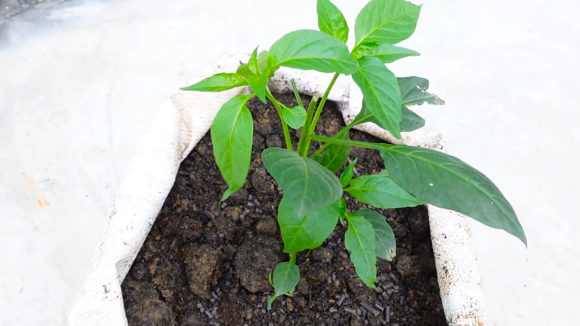 Chili Peppers Anbauen