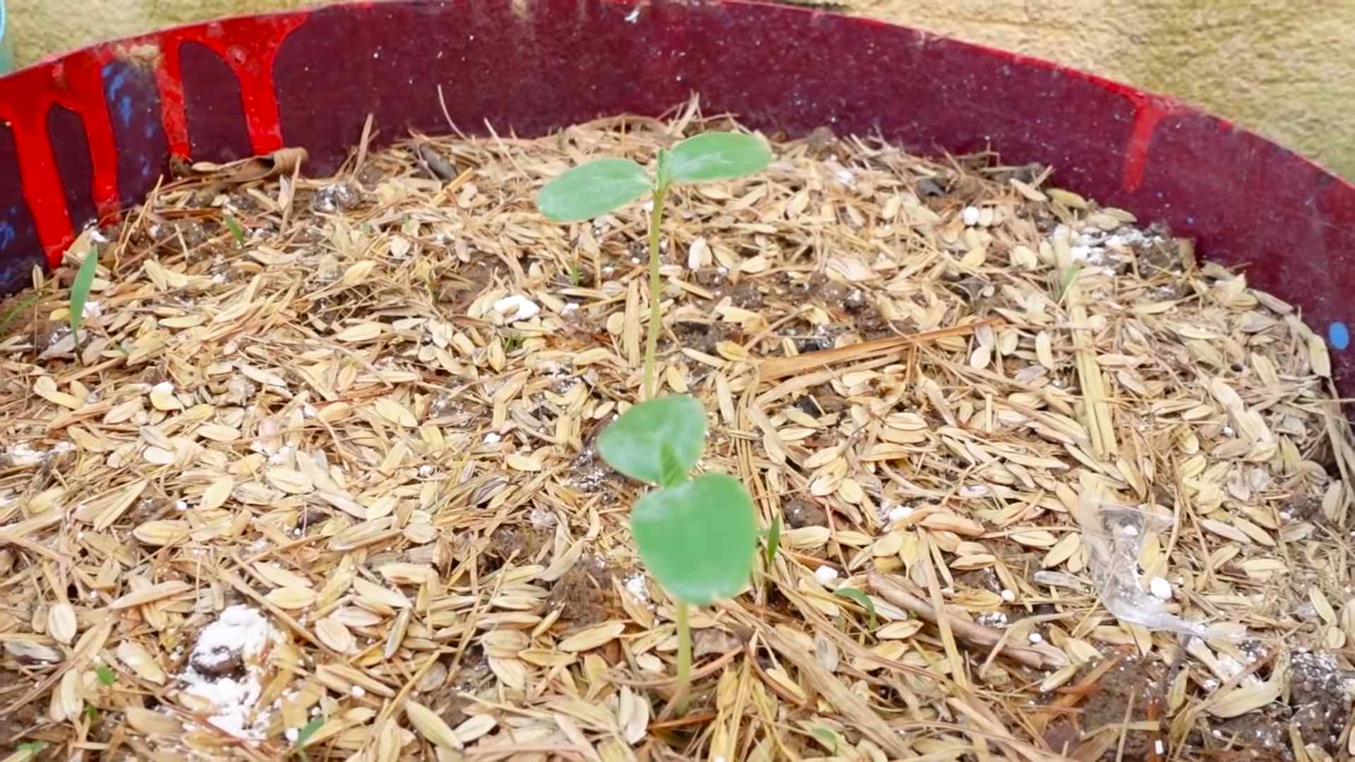 Honigmelone selbst anbauen