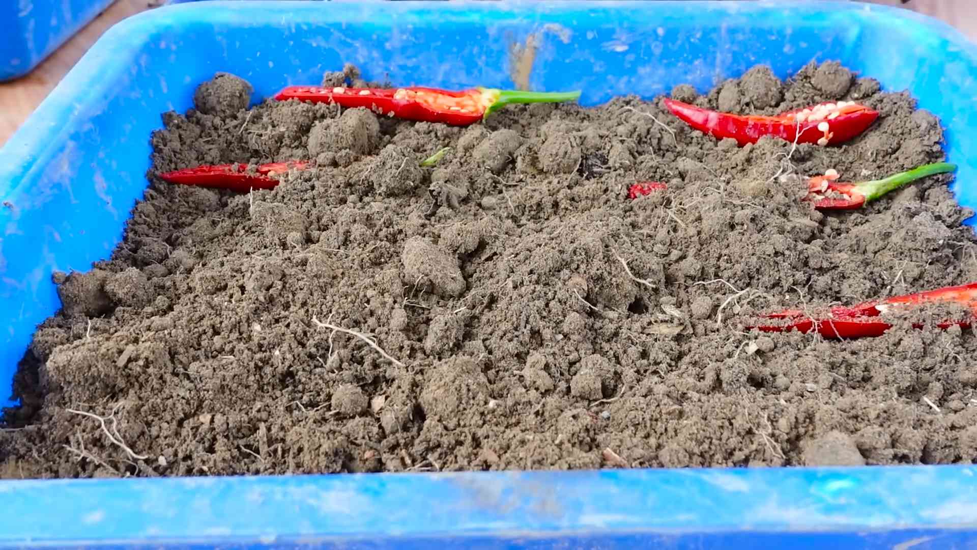 Chili Anbau zu Hause