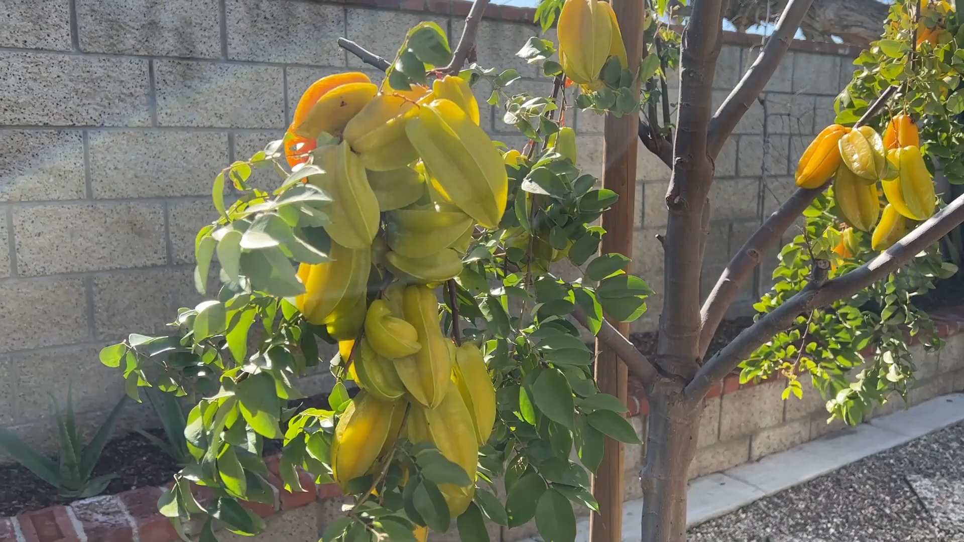 Sternfrucht Anbau Anleitung