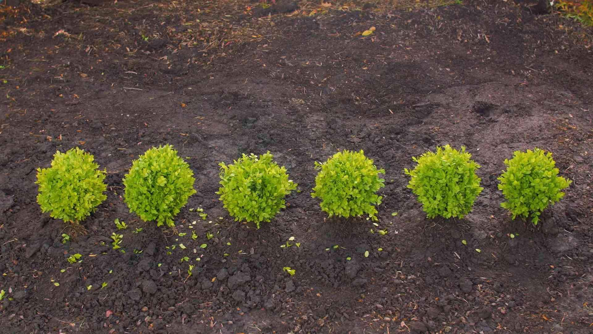 Buchsbaumhecke pflanzen und pflegen