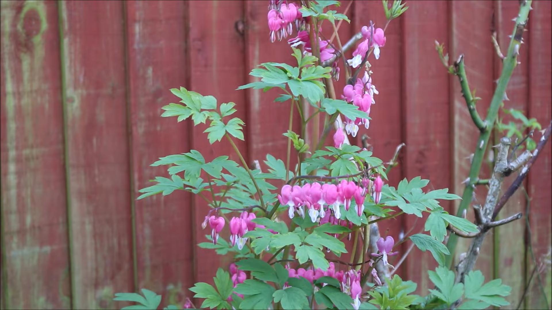 Bleeding Hearts pflanzen und pflegen